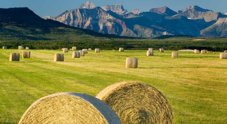Alberta Yield Program hay bales in farm field in rural landscape