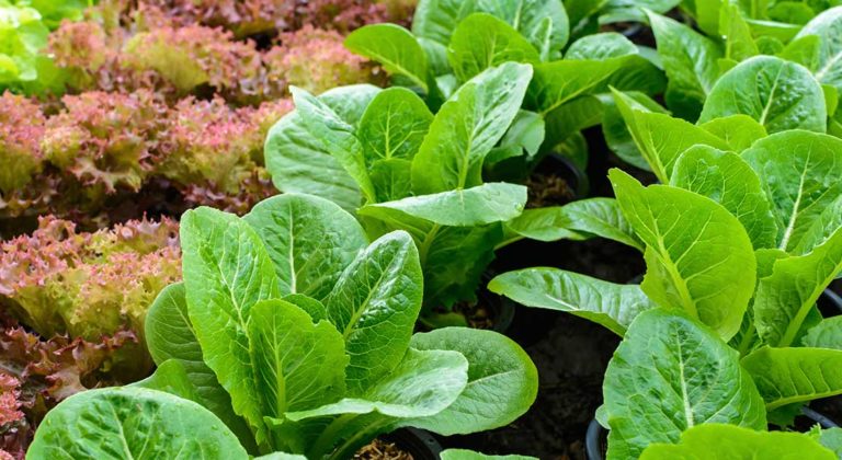 organic path success story lettuce growing in field