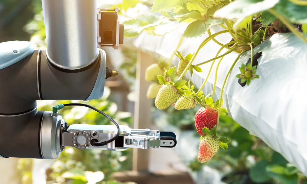 Robotic arm picking strawberries in a greenhouse