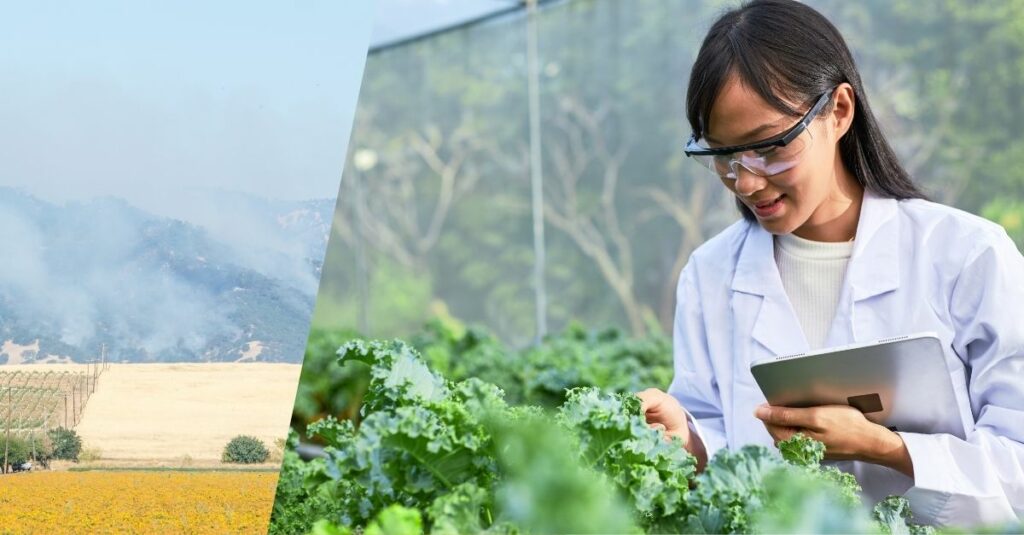 Yellow crop field with misty mountains in the background and woman scientist looking at green leafy plants holding tablet