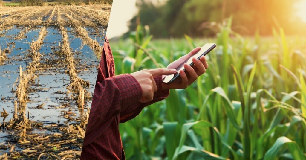Flooded crop field and close up of person holding phone standing in a green corn crop field
